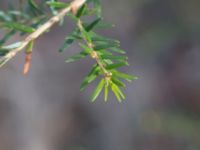 Tsuga heterophylla Bogatelinjen, Böda, Borgholm, Öland, Sweden 20160409_0015