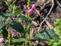 Chelone lyonii Jorddeponi S Sliparebacken, Lund 20170814_0010