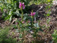 Chelone lyonii Jorddeponi S Sliparebacken, Lund 20170814_0011