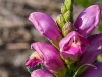 Chelone lyonii Jorddeponi S Sliparebacken, Lund 20170814_0012