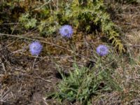 Globularia vulgaris Gösslunda, Mörbylånga, Öland, Sweden 20170526_0051