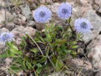 Globularia vulgaris Gynge alvar, Mörbylånga, Öland, Sweden 20150606_0097