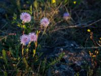 Globularia vulgaris Mysinge alvar, Mörbylånga, Öland, Sweden 20150605_0277