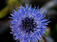 Globularia vulgaris Mysinge alvar, Mörbylånga, Öland, Sweden 20150605_0294