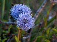 Globularia vulgaris Mysinge alvar, Mörbylånga, Öland, Sweden 20150605_0295