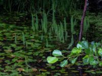 Hippuris vulgaris Bäckhalladalen, Simrishamn, Skåne, Sweden 20170730_0086