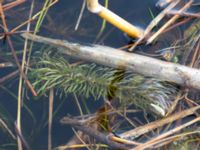 Hippuris vulgaris Jordbroskogen, Löddeköpinge, Kävlinge, Skåne, Sweden 20160419_0021