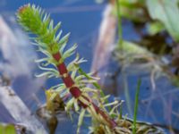 Hippuris vulgaris Jordbroskogen, Löddeköpinge, Kävlinge, Skåne, Sweden 20160419_0023