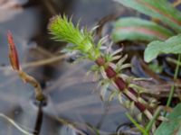 Hippuris vulgaris Jordbroskogen, Löddeköpinge, Kävlinge, Skåne, Sweden 20160419_0024