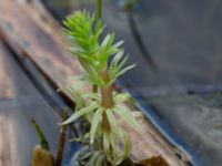 Hippuris vulgaris Jordbroskogen, Löddeköpinge, Kävlinge, Skåne, Sweden 20160419_0025