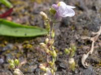 Linaria repens Bornholmsgatan, Ystad, Skåne, Sweden 20180715_0022