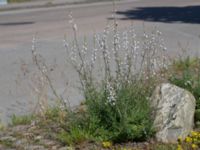 Linaria repens Gamla staden, Falkenberg, Halland, Sweden 20160605_0071