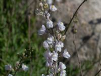 Linaria repens Gamla staden, Falkenberg, Halland, Sweden 20160605_0072