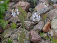 Linaria repens Grodreservatet, Norra hamnen, Malmö, Skåne, Sweden 20150614_0140