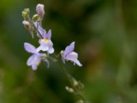 Linaria repens Vackerslätt, Nybro, Småland, Sweden 20150704_0494