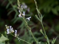 Linaria repens Vackerslätt, Nybro, Småland, Sweden 20150704_0496