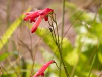 Penstemon barbatus Kroksbäcksparken, Malmö, Skåne, Sweden 20220728_0074