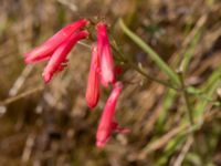 Penstemon barbatus Kroksbäcksparken, Malmö, Skåne, Sweden 20220728_0076