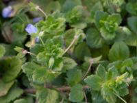 Veronica agrestis Lokstallarna, Malmö, Skåne, Sweden 20181020_0099