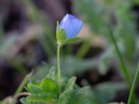 Veronica agrestis Lokstallarna, Malmö, Skåne, Sweden 20181020_0100