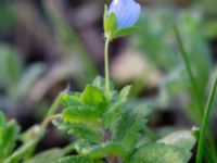 Veronica agrestis Lokstallarna, Malmö, Skåne, Sweden 20181020_0101