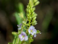 Veronica anagallis-aquatica Leråkra, Flädie, Lomma, Skåne, Sweden 20160715_0037