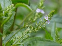 Veronica anagallis-aquatica Sankt Hans backar, Lund, Skåne, Sweden 20170623_0088