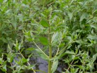 Veronica anagallis-aquatica Sankt Hans backar, Lund, Skåne, Sweden 20170623_0091