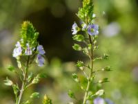 Veronica anagallis-aquatica Tygelsjö ängar, Malmö, Skåne, Sweden 20160804_0209