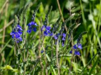 Veronica austriaca ssp. teucrium Björkelundadammen, Malmö, Skåne, Sweden 20160602_0046