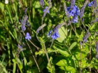 Veronica austriaca ssp. teucrium Klosterängshöjden, Lund, Skåne, Sweden 20150612_0010