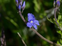 Veronica austriaca ssp. teucrium Klosterängshöjden, Lund, Skåne, Sweden 20150612_0011