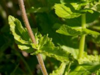 Veronica austriaca ssp. teucrium Klosterängshöjden, Lund, Skåne, Sweden 20150612_0012