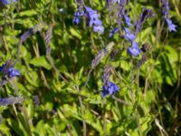 Veronica austriaca ssp. teucrium Klosterängshöjden, Lund, Skåne, Sweden 20150612_0014