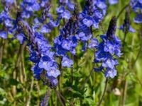 Veronica austriaca ssp. teucrium Klosterängshöjden, Lund, Skåne, Sweden 20150612_0018