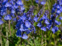 Veronica austriaca ssp. teucrium Klosterängshöjden, Lund, Skåne, Sweden 20150612_0019