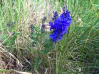 Veronica austriaca ssp. teucrium Lokstallarna, Malmö, Skåne, Sweden 20150625 IMG_2279