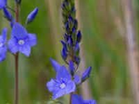 Veronica austriaca ssp. teucrium Scoutstugan, Bunkeflo strandängar, Malmö, Skåne, Sweden 20170613_0003