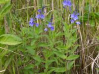 Veronica austriaca ssp. teucrium Scoutstugan, Bunkeflo strandängar, Malmö, Skåne, Sweden 20170613_0005