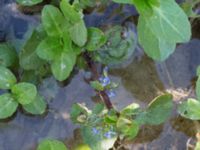 Veronica beccabunga Björkadammen, Malmö, Skåne, Sweden 20150801_0148