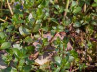 Veronica beccabunga Björkadammen, Malmö, Skåne, Sweden 20150804_0082