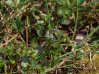 Veronica beccabunga Björkadammen, Malmö, Skåne, Sweden 20150804_0084