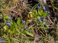 Veronica beccabunga Pumphuset, Tygelsjö ängar, Malmö, Skåne, Sweden 20150524_0026