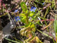 Veronica beccabunga Pumphuset, Tygelsjö ängar, Malmö, Skåne, Sweden 20150524_0029