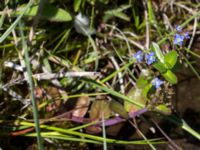 Veronica beccabunga Simris strandäng, Simrishamn, Skåne, Sweden 20160606_0038