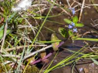 Veronica beccabunga Simris strandäng, Simrishamn, Skåne, Sweden 20160606_0039