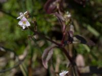 Veronica catenata Eskiltorps ängar, Vellinge, Skåne, Sweden 20150803_0053