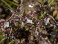 Veronica catenata Eskiltorps ängar, Vellinge, Skåne, Sweden 20150803_0055