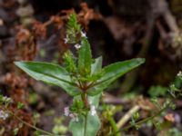 Veronica catenata Kolböra mosse, Staffanstorp, Skåne, Sweden 20190721_0001