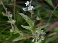 Veronica catenata Skanörs ljung, Falsterbohalvön, Vellinge, Skåne, Sweden 20160617_0292